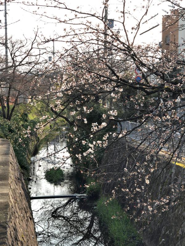 洛北高校北の桜