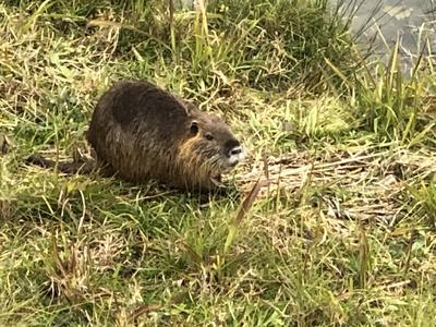 鴨川にお住まいの大型ネズミ